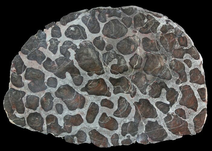 Polished Linella Avis Stromatolite - Million Years #92656